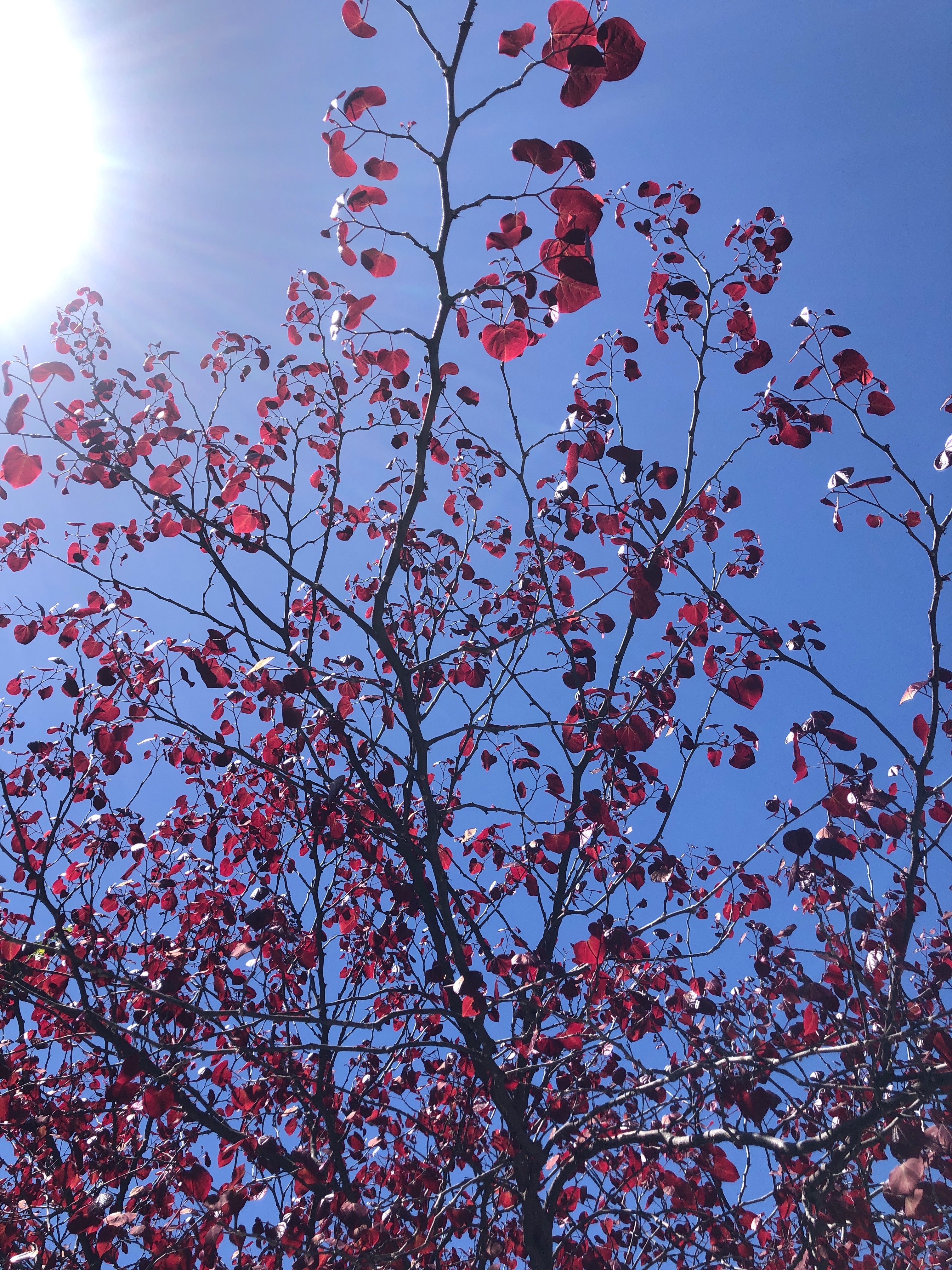 Thoughts about thoughts